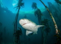   gill shark kelp forest  